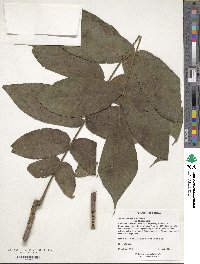 Juglans mandshurica image