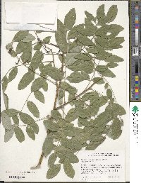 Styphnolobium japonicum image