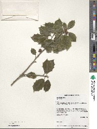 Ilex opaca image