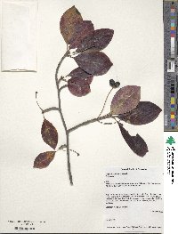 Nyssa sylvatica image