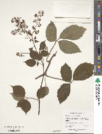 Parthenocissus quinquefolia image