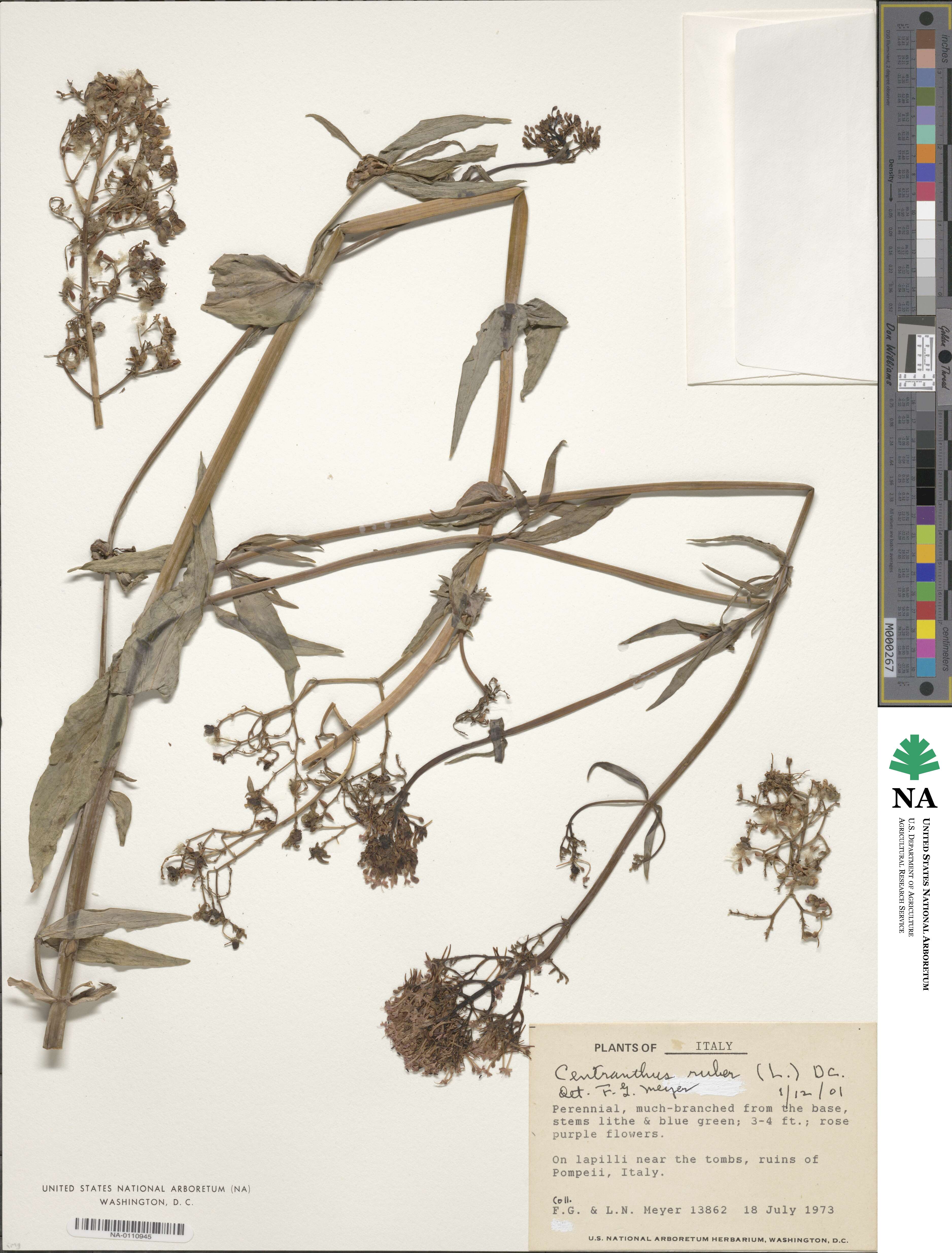 Centranthus ruber image