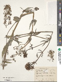 Centranthus ruber image