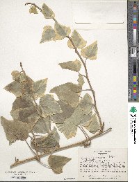 Hedera canariensis image