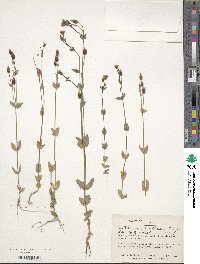 Centaurium erythraea image