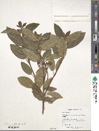 Viburnum tinus image