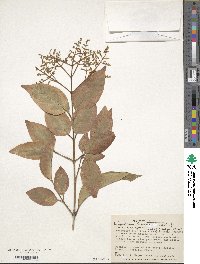 Ligustrum lucidum image