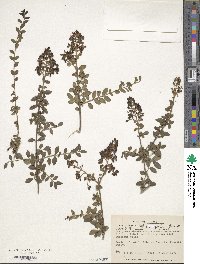 Ligustrum delavayanum image