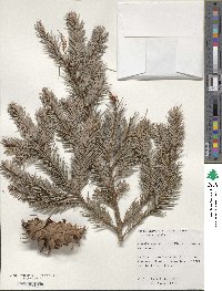 Pseudotsuga menziesii var. glauca image