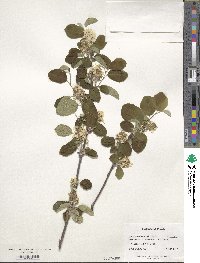 Amelanchier ovalis image