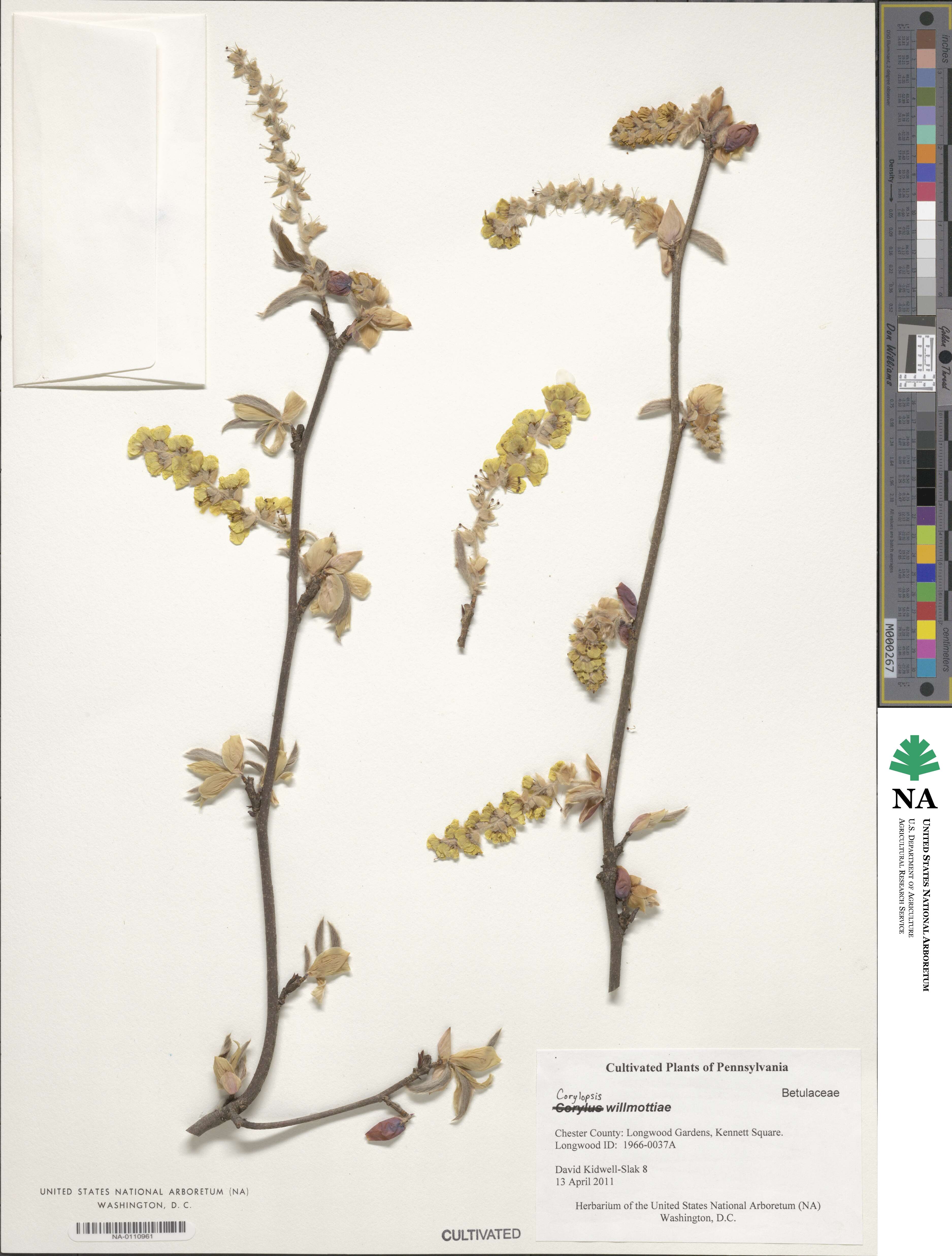 Corylopsis willmottiae image