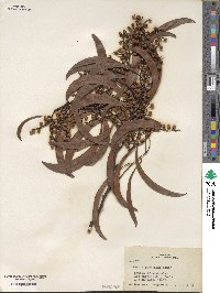 Acacia pycnantha image