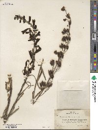 Penstemon barbatus image