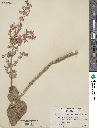 Salvia sclarea image