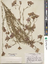 Clarkia amoena subsp. amoena image