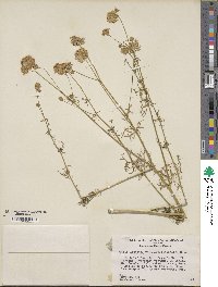 Gilia capitata image