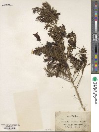 Eremophila maculata image
