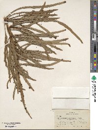 Muehlenbeckia platyclada image