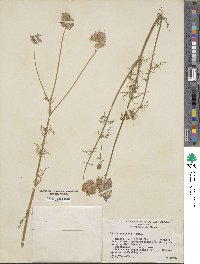 Gilia capitata image