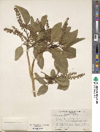 Image of Phytolacca dioica