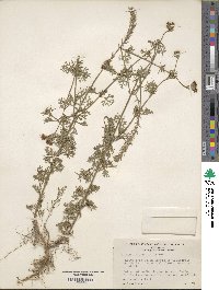 Verbena bipinnatifida image