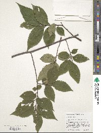 Ulmus rubra image