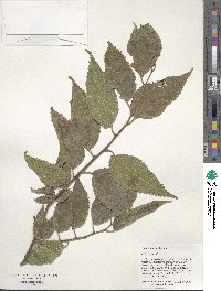 Celtis australis image