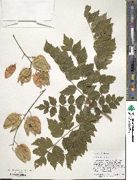 Koelreuteria bipinnata image