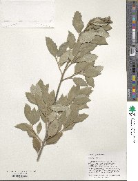 Quercus suber image