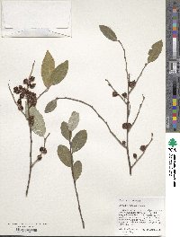 Elaeagnus umbellata image