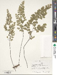 Adiantum capillus-veneris image