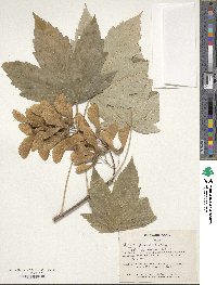 Acer pseudoplatanus image