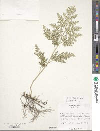 Selaginella tamariscina image