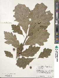 Quercus bicolor image