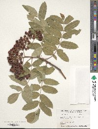 Sorbus scopulina image