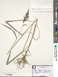 Echinochloa colona image