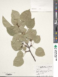 Pyrus calleryana image