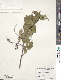 Prunus virginiana var. demissa image