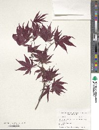 Acer palmatum image