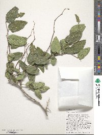 Celtis reticulata image