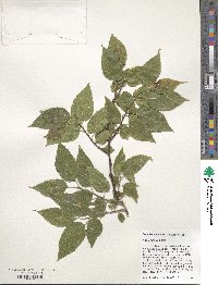 Celtis occidentalis image