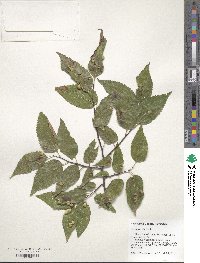 Celtis occidentalis image