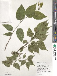 Celtis occidentalis image