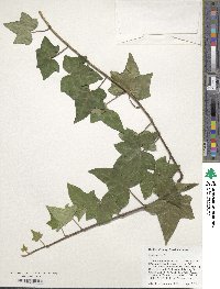 Hedera helix image