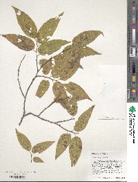 Celtis laevigata image