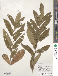 Quercus acutissima image