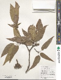 Quercus acutissima image