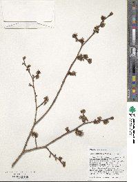 Ulmus lamellosa image