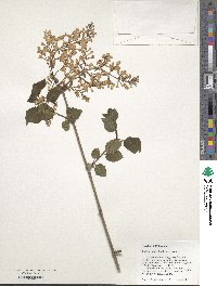 Syringa oblata image