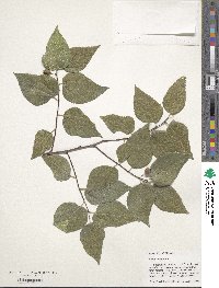 Celtis occidentalis image